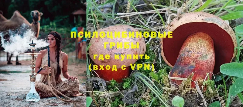 закладки  Колпашево  Псилоцибиновые грибы Psilocybe 